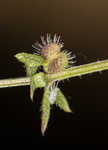 Piedmont bedstraw